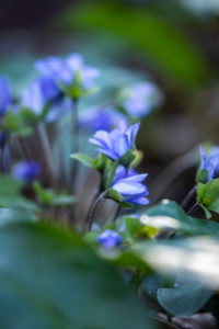 Liverwort, detail Liverwort, detail